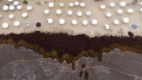 Bruinwiervelden bedreigen Caribisch toerisme: stank van rotte eieren jaagt badgasten weg