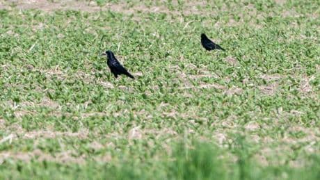 Ärger in der Landwirtschaft: Saatkrähen schützen oder schießen?