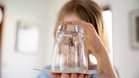 Spider season September warning - what to put in house to deter them