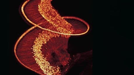 Erleuchtung in der Hörschnecke