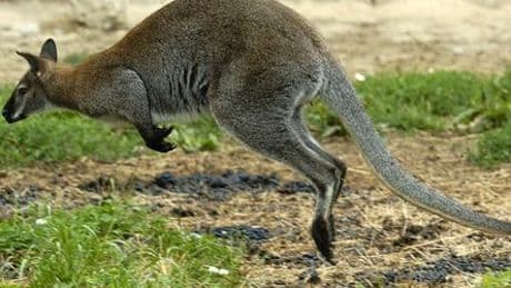 Solingen: Mann soll Kängurus in Tierpark geköpft haben