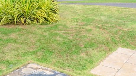 Amazon's 'super speedy' grass seed praised for growing 'lush green lawns' even in the heatwave