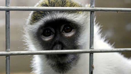 Faut-il sacrifier des singes sur l’autel de la recherche ?