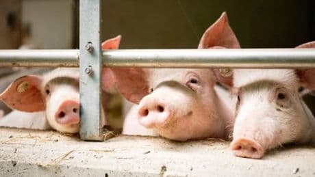 Schweinehaltung: Verstörende Aufnahmen werfen Fragen zum Tierwohl auf