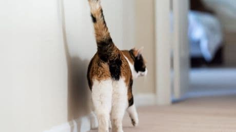 Katzen: Warum zeigen Samtpfoten beim Streicheln ihr Hinterteil?