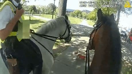 Shocking moment off-lead dog attacks terrified police horses as riders scream ‘grab it’