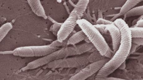 Une bactérie oubliée pourrait causer 15 millions de cancers: 75% seraient évitables grâce à un simple traitement