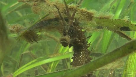 Ocean warriors: The race to save seahorses, seagrass and flat oysters