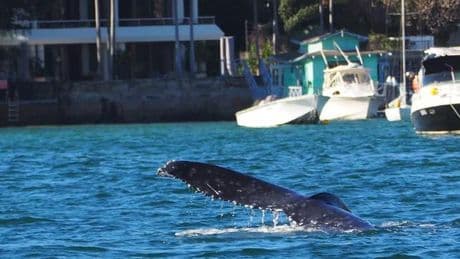 Le “jour de la bosse” : une baleine s’invite dans le port de Sydney
