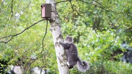Plötzlich krank: Was Ihre Katze mit der Vogelgrippe zu tun haben kann
