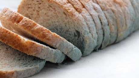 Schimmel-Alarm im Sommer: Warum Brot jetzt besonders betroffen ist