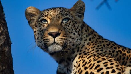 Leopard-hunting holiday packages being sold for up to £116,000 while UK ban on trophy imports stalls