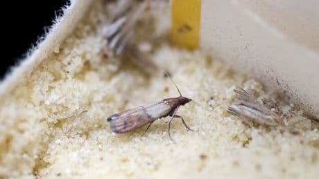 Motten im Haus: So werden Sie die Schädlinge los – und halten sie fern