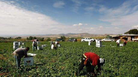 Can Trump’s exemptions for undocumented farm laborers succeed without angering MAGA?