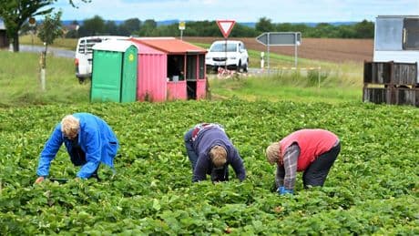 Nach neuem Gesetz - Schwarzarbeits-Zoff in der Landwirtschaft!