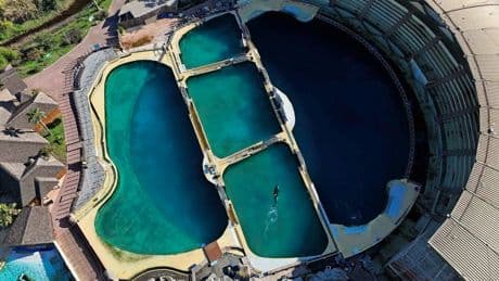 Hartverscheurend: twee orka’s en twaalf dolfijnen al maanden in gesloten dolfinarium vol algen