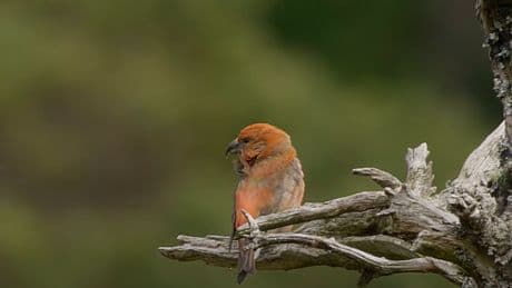 This bird species is found only in Scotland – and may 'have a Scottish accent'