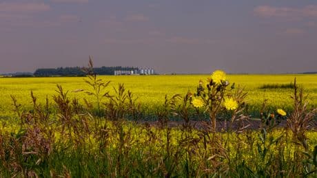 Canadian farmers weigh future as Chinese tariffs hit canola prices
