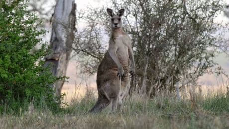 Berlin: Diese besonderen Tiere leben hier in freier Wildbahn