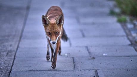 Fuchsbandwurm breitet sich aus: Darum sollten Hundebesitzer besonders vorsichtig sein