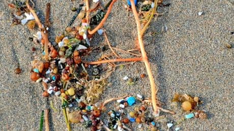 Comment les microplastiques transmettent les polluants dans l’océan