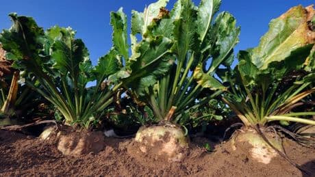 Colère des agriculteurs: pourquoi les néonicotinoïdes cristallisent les tensions autour de la loi Duplomb