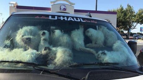 Woman arrested after 134 cats found in U-Haul van in Taco Bell parking lot - 28 of them dead