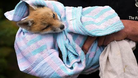 AP PHOTOS: London's red foxes get a lifeline in The Fox Project
