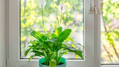 'Best place' to put peace lily in homes to keep plants happy and flowering