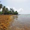 Guadeloupe : l'île de La Désirade envahie par les algues sargasses est coupée du reste de l'archipel