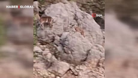 Yaban keçileri yangın sebebiyle doğal yaşam alanlarından kaçarken görüntülendi