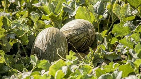 En esta localidad manchega se organiza una feria e incluso una ruta en torno su célebre fruta: el melón