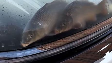 Unfassbare Tierquälerei - Chinese baut Fische in Auto ein