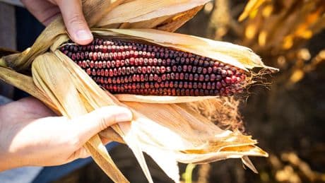 How A Bourbon Distillery Helped Save A Heritage Corn Variety