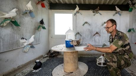Près de Paris, les derniers pigeons militaires d'Europe s'envolent toujours