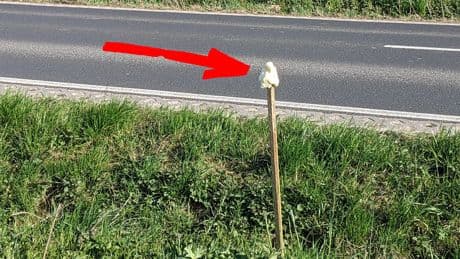 Seltsamer Schaum auf Pfosten: Welches Geheimnis sich dahinter verbirgt