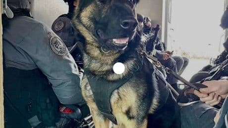 Man who shot, killed Toronto police dog gets 14-year prison sentence