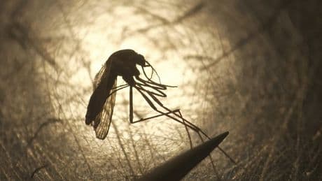 Canada has its 1st case of West Nile this year. Here’s what to know about the virus