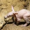 Mischung aus Ameisenbär, Schwein und Nacktmull: Erdferkel im Berliner Zoo geboren