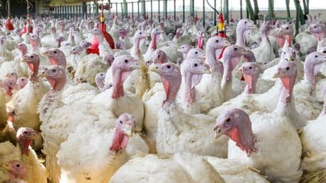 Agriculture : les tensions s’accentuent autour de la proposition de loi Duplomb