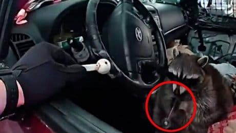 Wasbeer gefilmd met methpijp bij verkeerscontrole