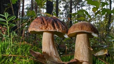 Pilze im Nationalpark: Für das Pilzesammeln im Nationalpark gelten Regeln