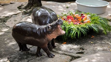 Happy Birthday, Moo Deng: The world’s beloved pygmy hippo turns 1