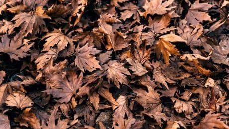 Only those with eyes of a hawk can spot frog hiding in the leaves in 10 seconds