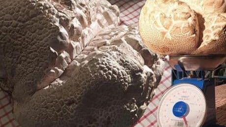 Almanya’dan Sivas’a gelen gurbetçi şoke oldu! ‘Hayatımda ilk defa gördüm’