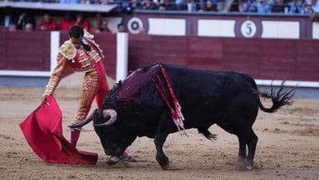 Un buen toro entre los bueyes del Santo Patrón en Las Ventas