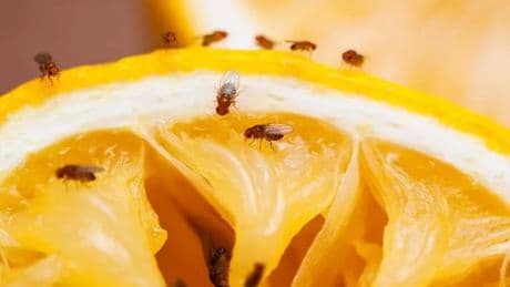 How to 'instantly' kill fruit flies using items you already have in your kitchen