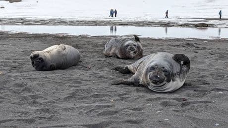 Europa consiguió salvar a sus focas. O al menos, eso creíamos. Ahora la amenaza ha vuelto