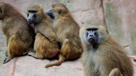 Tierschützer ketten sich aus Protest gegen geplante Affen-Tötungen im Zoo an