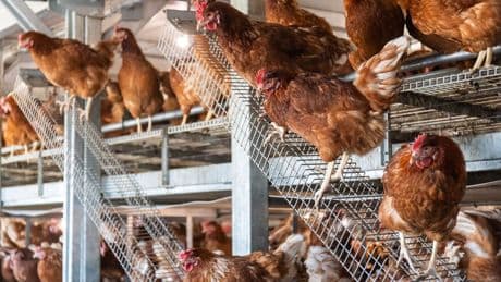 Tierschutz: Stopp für Geflügel-Schlachtungen stellt Halter vor Probleme